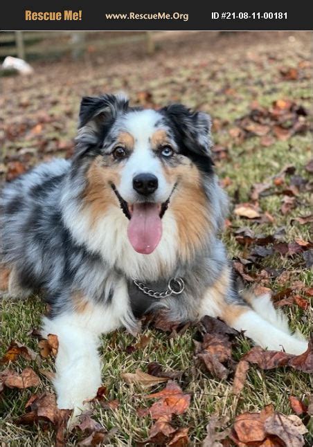 Adopt 21081100181 Australian Shepherd Rescue Marietta Ga