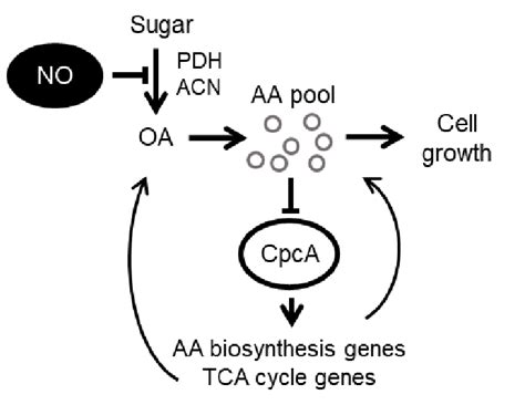 Metabolic Regulation Mechanism Counteracts RNS For Fungal Growth AA