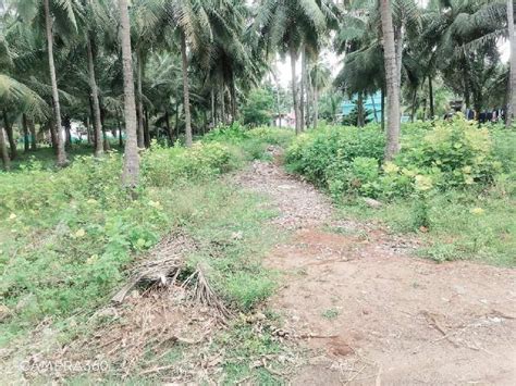 Agricultural Land Cent For Sale In Razole East Godavari Rei