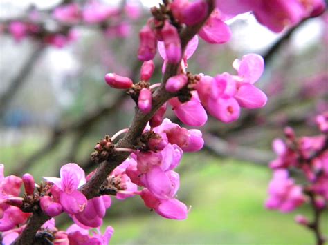 Багрянник китайский (72 фото) - фото - картинки и рисунки: скачать ...