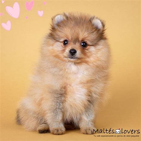 Pomerania Cara De Oso Bich N Malt S Lovers