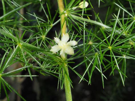 Asparagus Acutifolius L Plants Of The World Online Kew Science