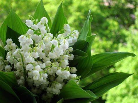 Fonds d'ecran Muguet de mai Fleurs télécharger photo