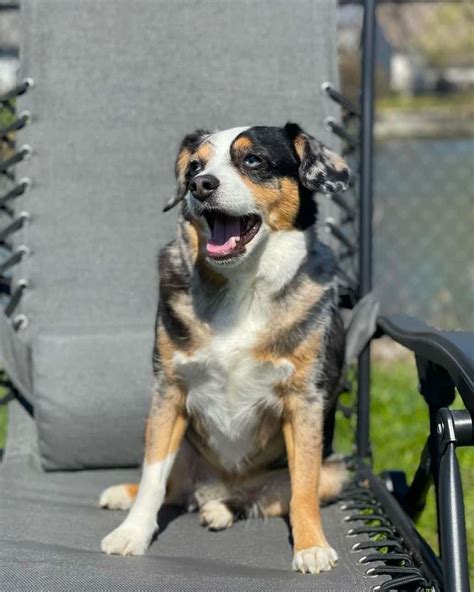 Australian Shepherd Beagle Mix Info Pictures Traits And Facts