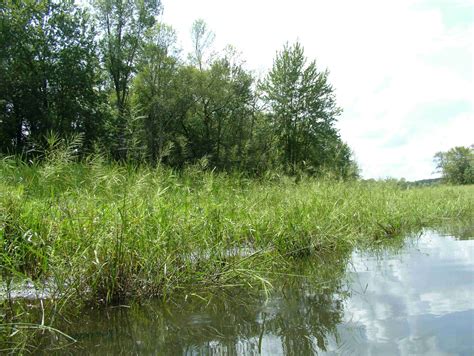 Manoomin: The Story of Wild Rice in Michigan - River City - Grand