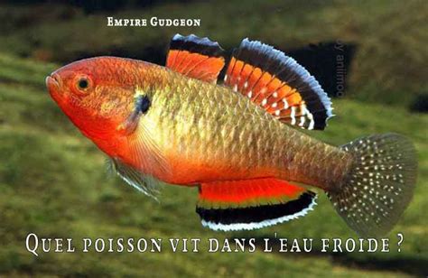 Quels Sont Les Poissons Qui Vivent Dans Leau Froide