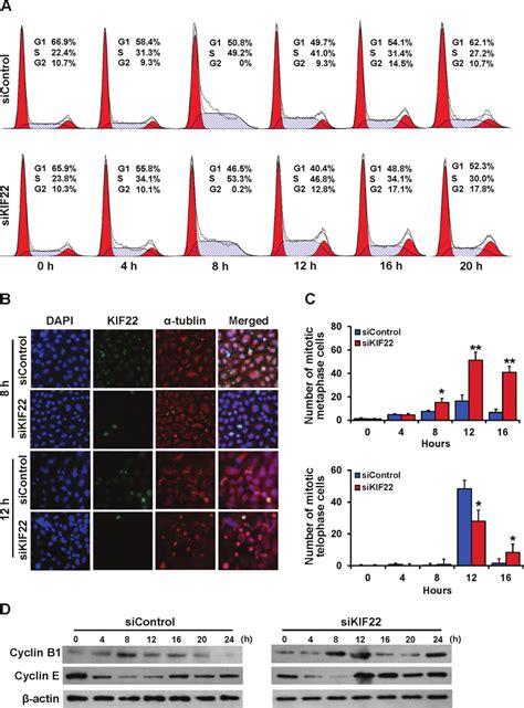 Kif Depleted Cells Displayed Mitotic Defects A The Cell Cycle