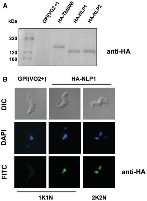 Nlp Is A Nuclear Protein A Bloodstream Form T Brucei Cell Lines