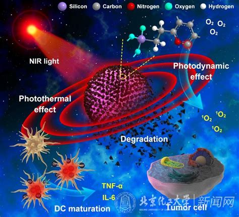 刘惠玉教授课题组在可降解光热免疫癌症治疗材料开发方面取得重要进展