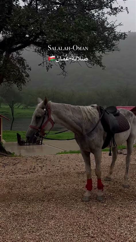 خريف ظفار في عُمان مدينة صلالة🇴🇲📍🌴عمان صلالة صلاله Oman Salalah