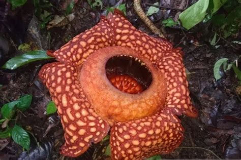 Rafflesia Arnoldi Mekar Di Saniangbaka Solok Satu Harapan