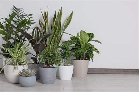 Top Most Popular Houseplants The Blooming Jungle