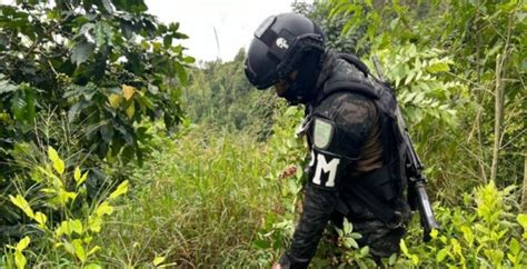 Erradican plantaciones de arbusto de coca y marihuana en Atlántida y El