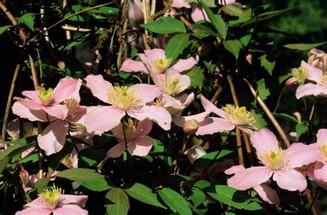 How To Grow Clematis From Seeds Ehow Clematite Engrais