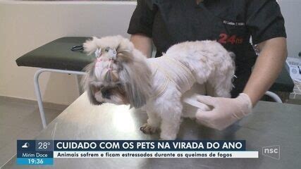 Saiba Como Amenizar O Estresse Dos Pets Durante Queima De Fogos No