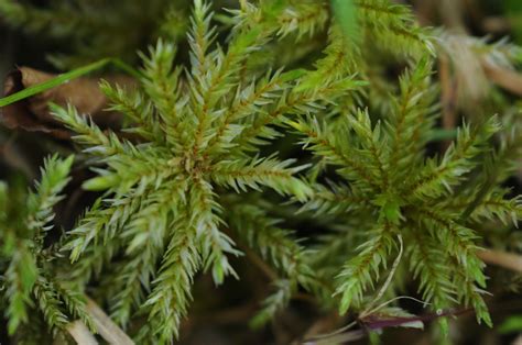 Tree Climacium Moss Bryophyta Mosses Of Vancouver Island