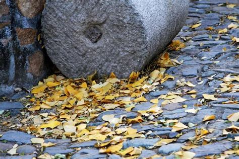 今日霜降 秋天最后一个节气来了，这些知识你都知道吗？ 知乎