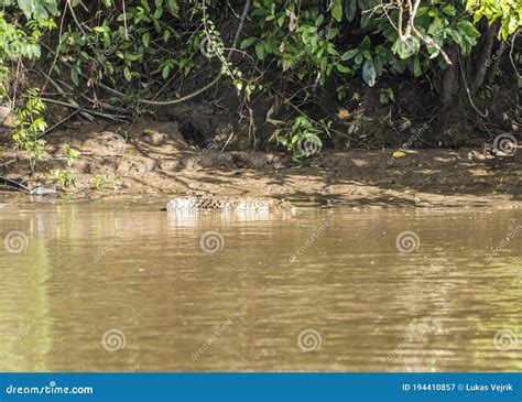 A Large Saltwater Crocodile Lurking In A Muddy Brown River In Borneo