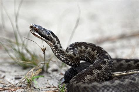 Укус гадюки: что происходит с человеком - Русская семерка