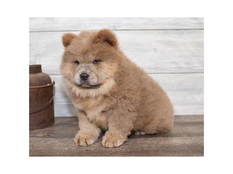 Chow Chow Dog Male Champagne 2584463 Petland Pets And Puppies Chicago