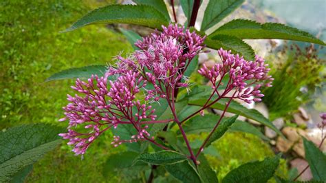 Purple Joe Pye Weed Info Planting Care And Tips Live Native