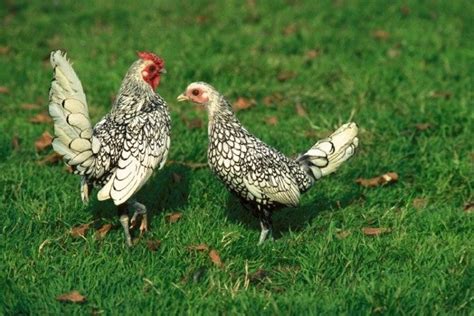 Miniature Chicken Breeds