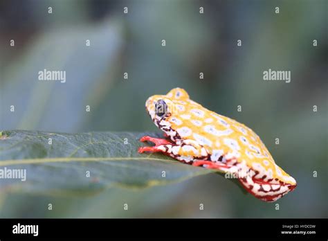 Painted Reed Frog Or Spoted Tree Frog Hyperolius Viridiflavus In