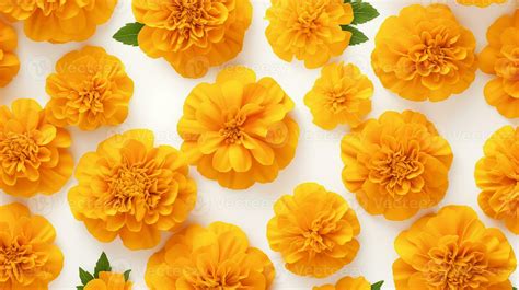 Marigold Pattern Stock Photos, Images and Backgrounds for Free Download