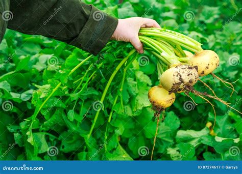 Female Hand Holding Young Turnips Stock Image Image Of Hold Farm