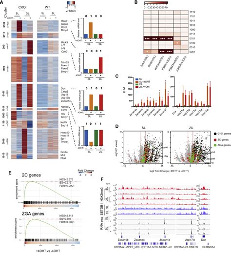 Setdb1 Mediated Cell Fate Transition Between 2c Like And Pluripotent