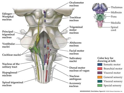 Cranial Nerve Nuclei Brainstem