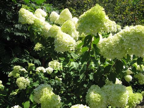 Hortensja Bukietowa Lime Light Hydrangea Paniculata Lime Light