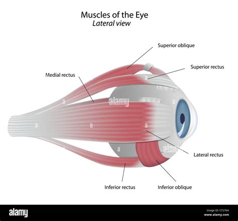 Medial rectus muscle hi-res stock photography and images - Alamy