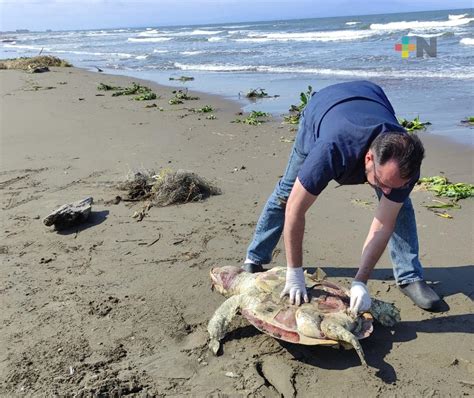 Encuentran dos tortugas muertas en playa de Coatzacoalcos MÁSNOTICIAS