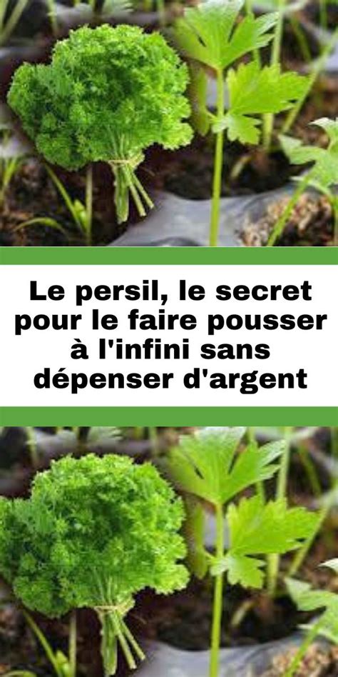 Le persil le secret pour le faire pousser à l infini sans dépenser d