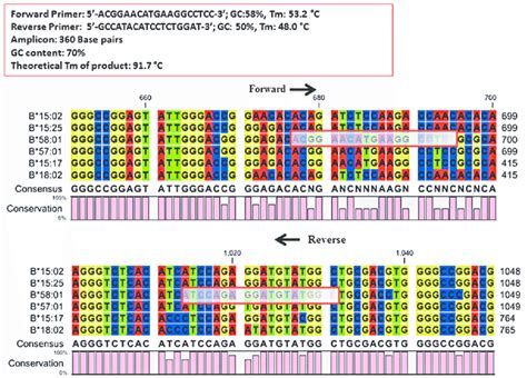 Binding Sites And Properties Of Hla B 58 01 Primers Download Scientific Diagram