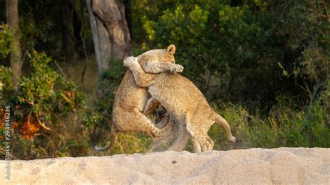 Lion cubs playing in Londolozi Private Game Reserve Stock Photo | Adobe ...