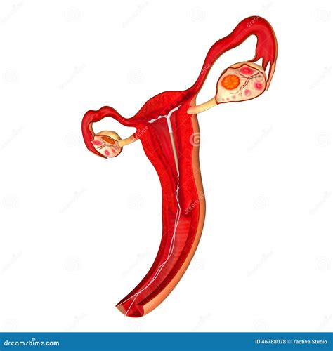 Intrauterine Copper Contraceptive Stock Illustration - Illustration of