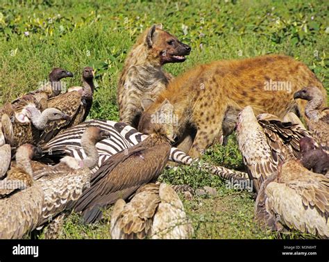 Two spotted hyenas and vultures scavenge the carcass of a dead zebra on ...