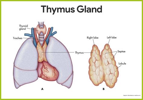 Hormones Produced By Thymus