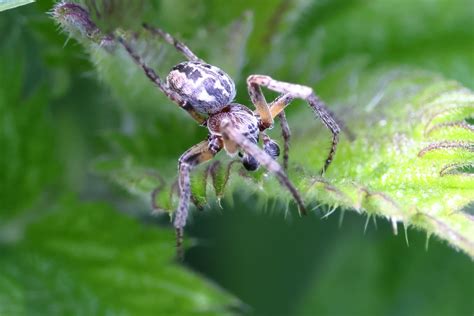 Spider Rspb Bempton Cliffs Michael Atkinson Flickr