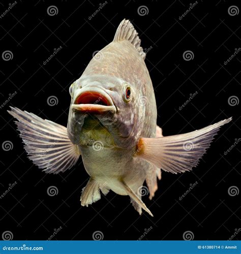 Oreochromis Mossambicus Tilapia Fish Stock Photo - Image of invasive, fresh: 61380714