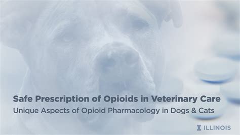 Unique Aspects Of Opioid Pharmacology In Dogs And Cats Youtube