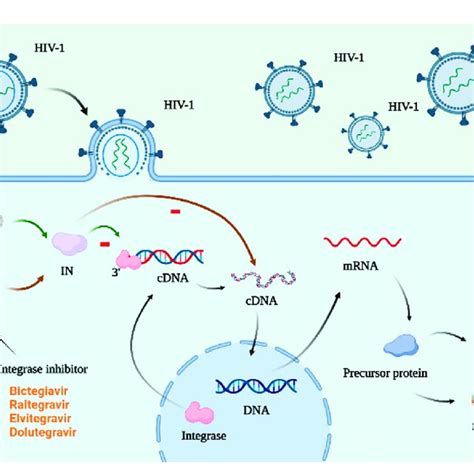 Mechanism Of Action Of Integrase Inhibitors The Integrase Is In The