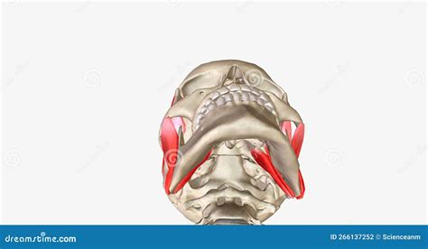 There Are Four Muscles Of Mastication Masseter Temporalis Medial