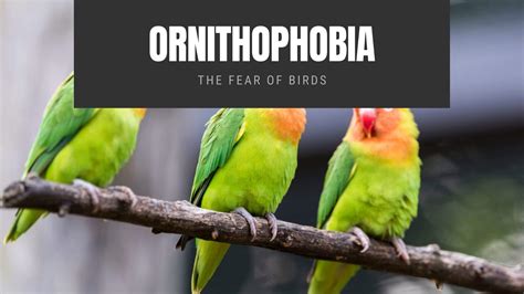 Ornithophobia The Fear Of Birds