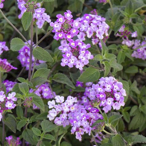 Lantana Montevidensis Trailing Lavender Evergreen Nursery