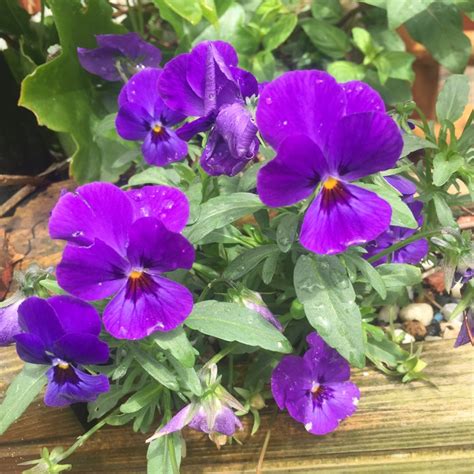 Viola Tricolor Var Hortensis Pansy Uploaded By Steven2016