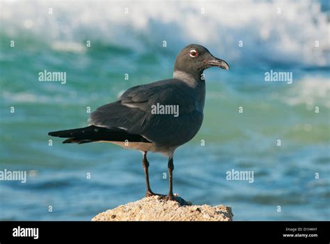 Lava Gull (Leucophaeus fuliginosus) Endangered, Galapagos islands, Ecuador Stock Photo - Alamy