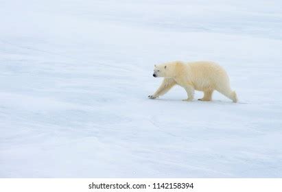 Polar Bear Walking Arctic Stock Photo (Edit Now) 1142158394